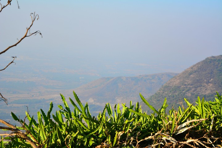 Leafs at the top of the hill with amazing mountain view