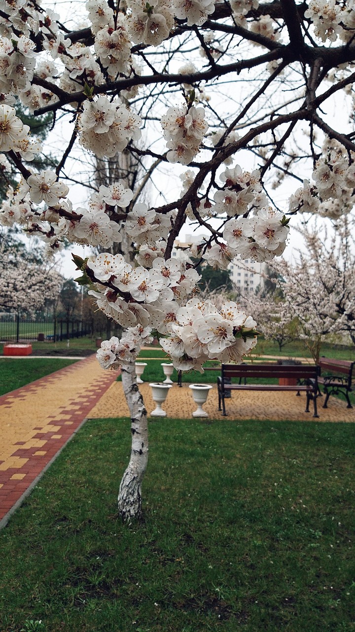 spring