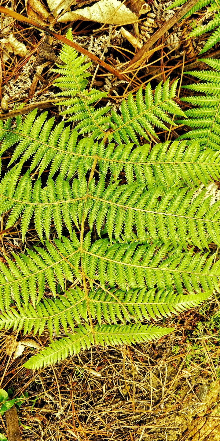 green beauty