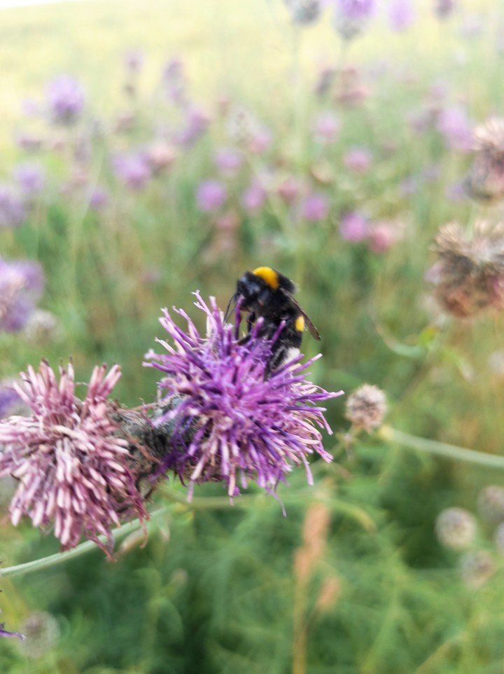 Bumblebee on thistle