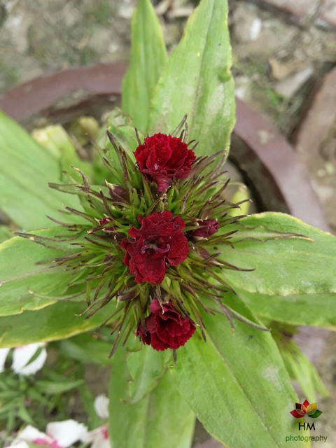 produce, wildflower वॉलपेपर