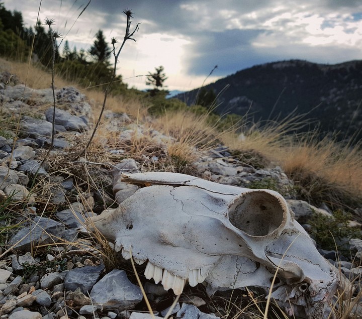 silent mountain