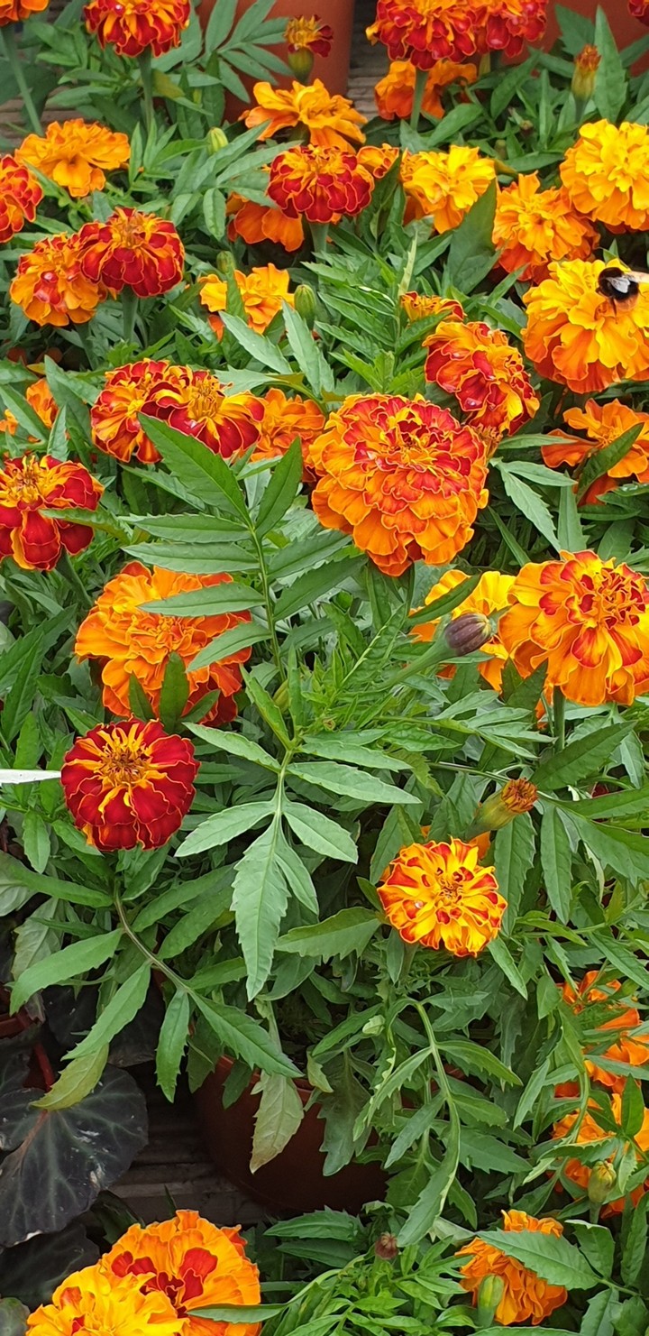 flowers