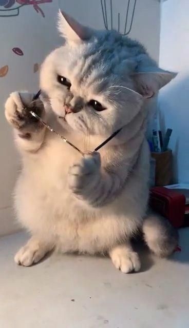 cat