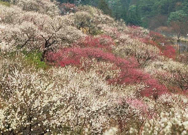 sea of plum trees in blossom