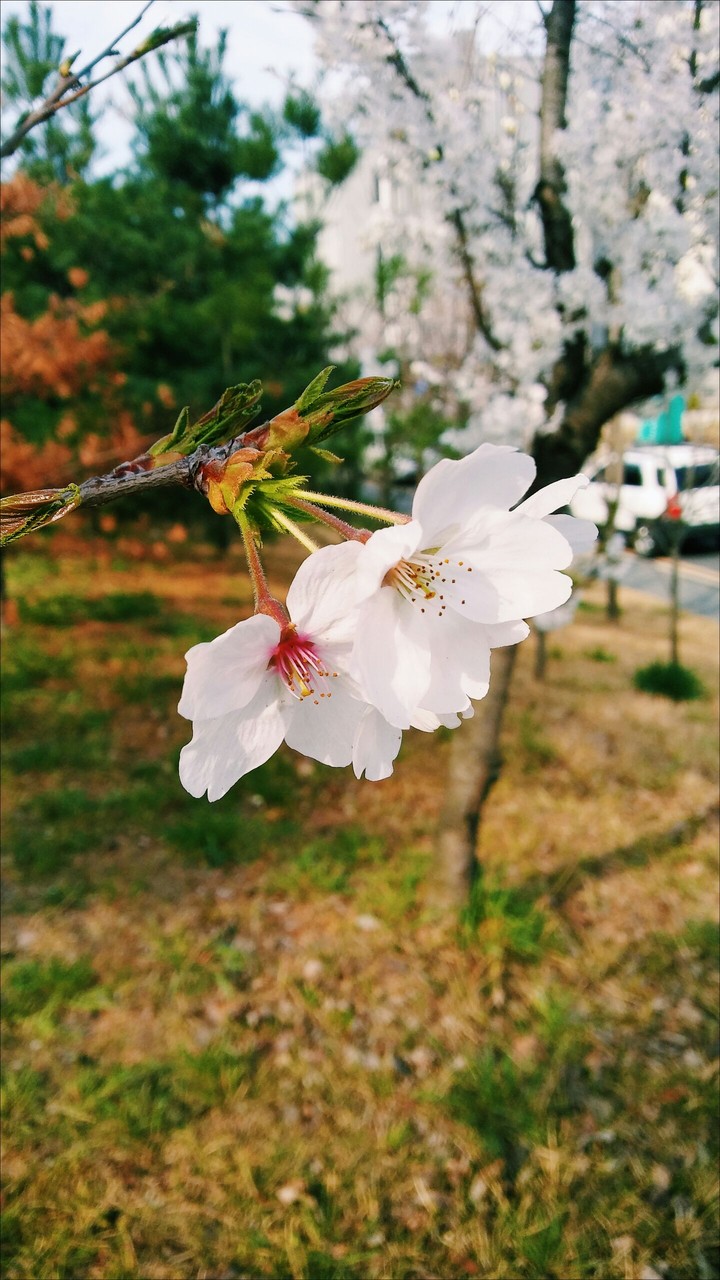 cherry blossom 벚꽃