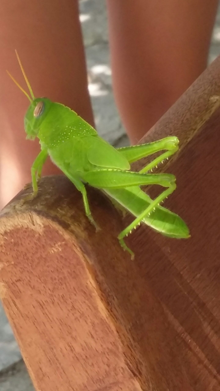 grasshopper