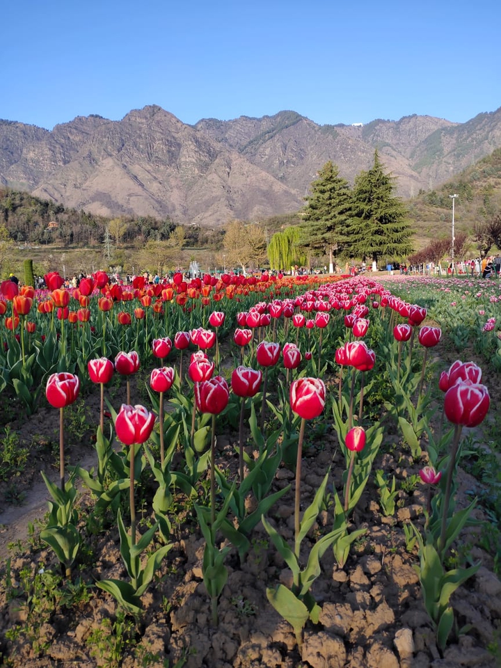 Tulips