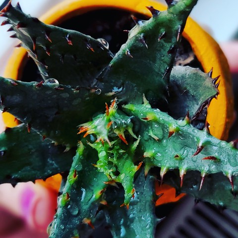 My plant