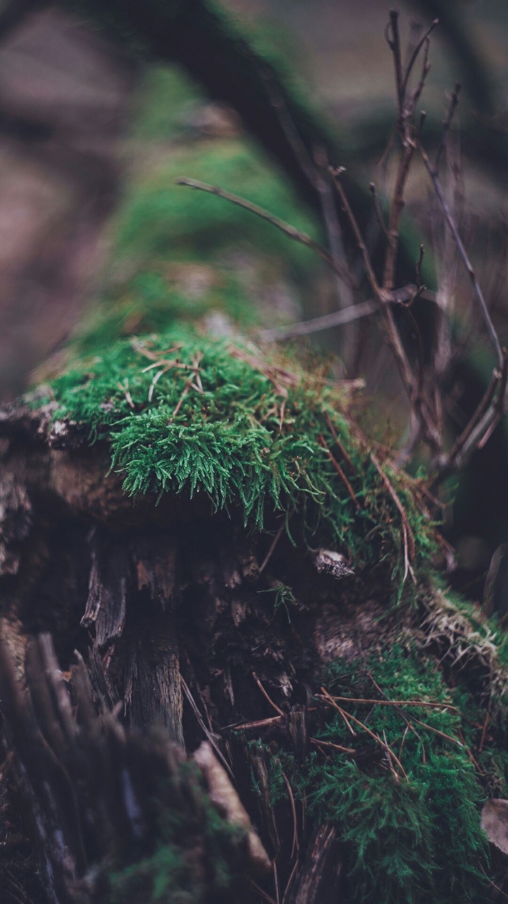 Wald