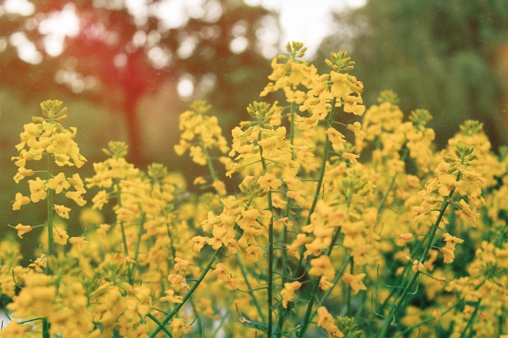 Yellow splash