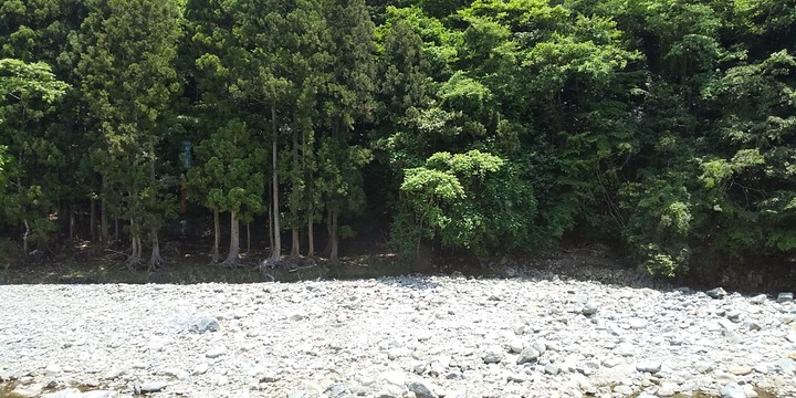気持ちのよいみどり