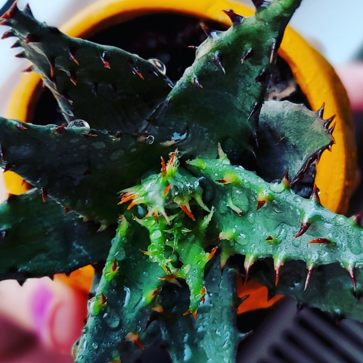 My plant