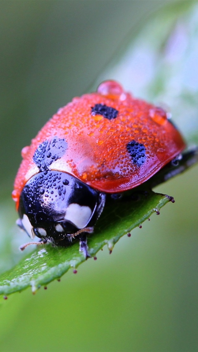 ladybird