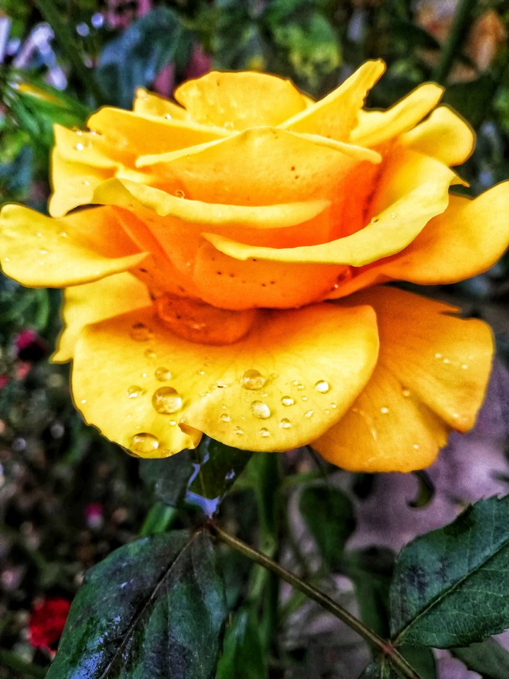 Tear drops?