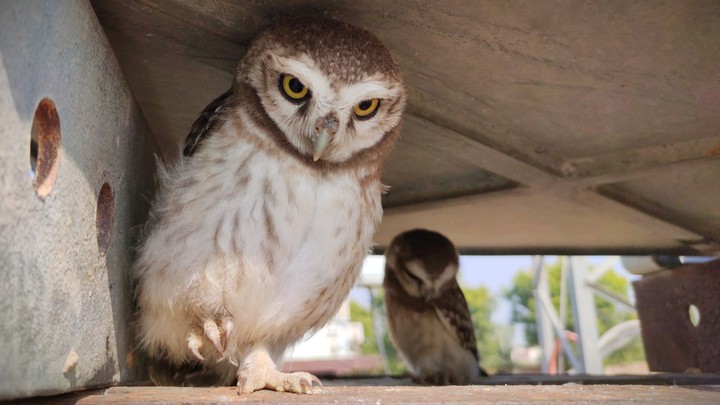 owl