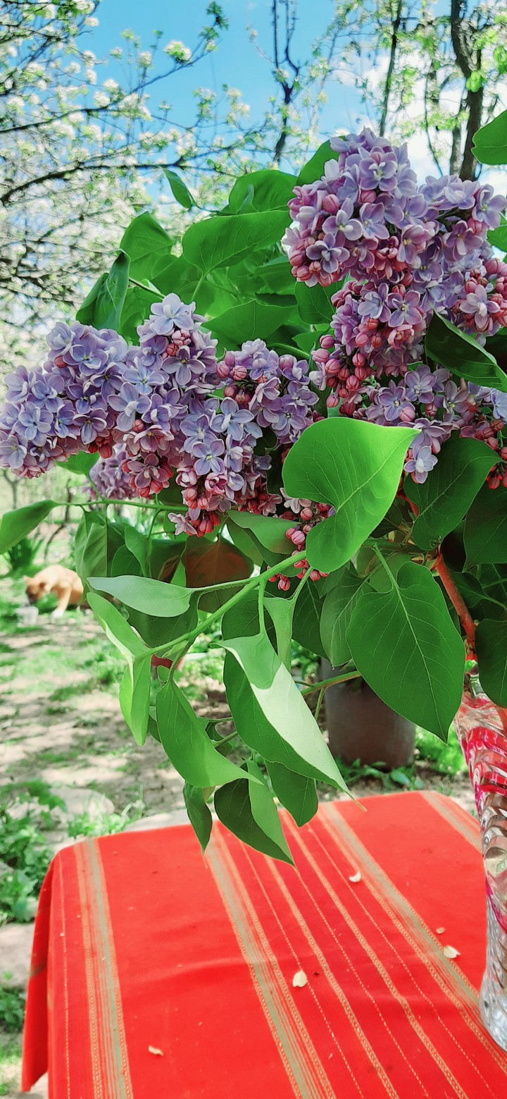 Iasamani