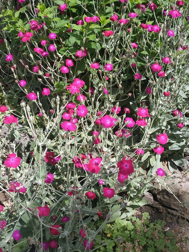 pink flames
