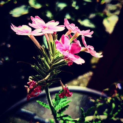 רקעים flower, blossom