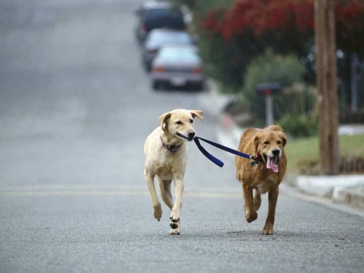 dogs