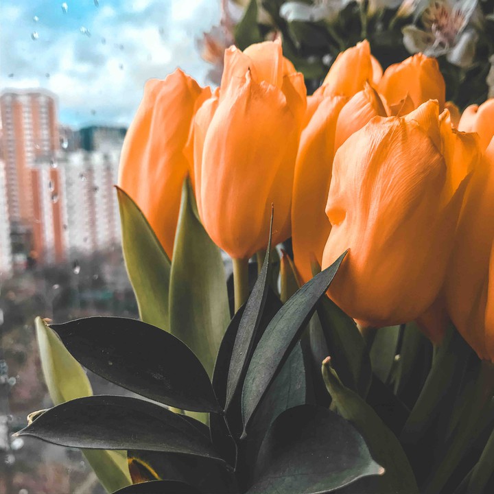 tulips