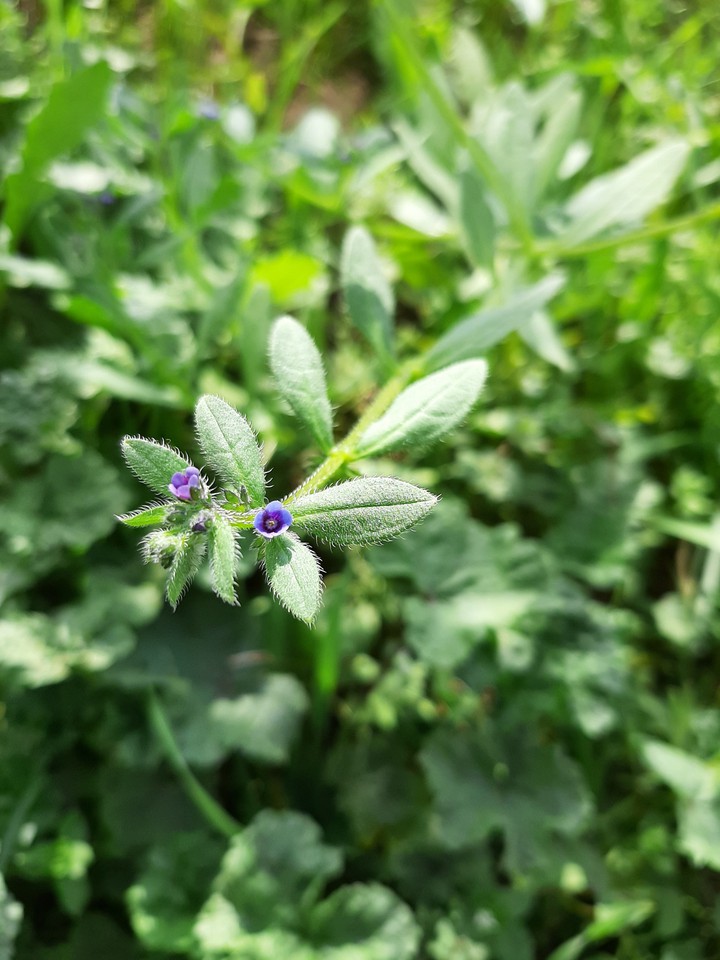 little flower