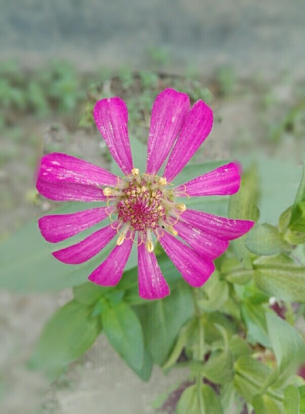 FloWer Is best FrieNdS