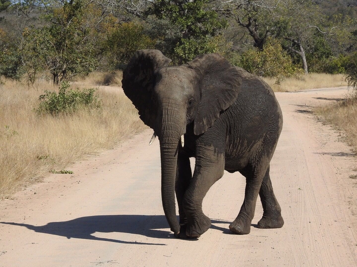 elephant