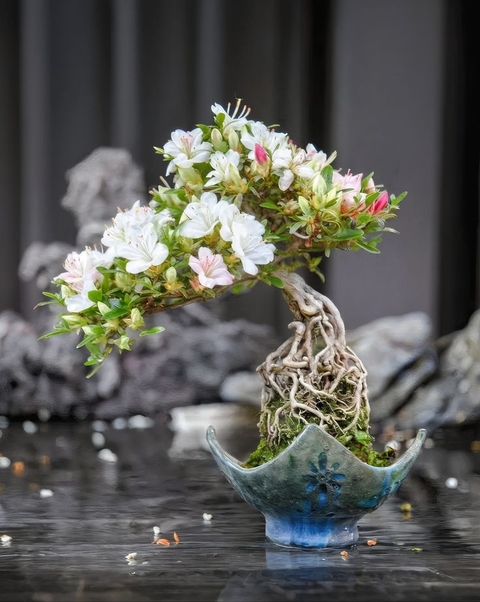 тапети petal, floristry