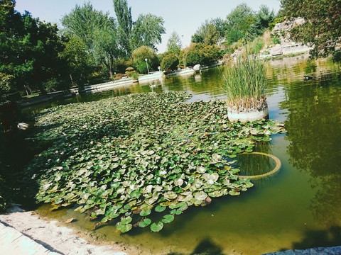fluvial flowers