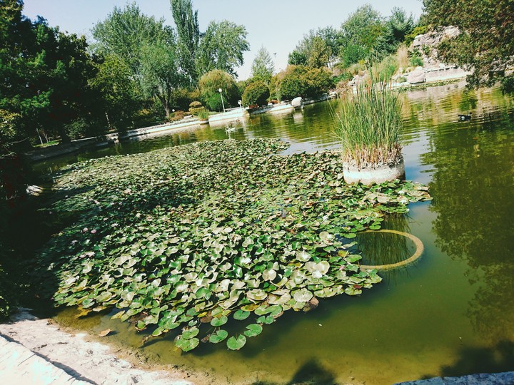 fluvial flowers