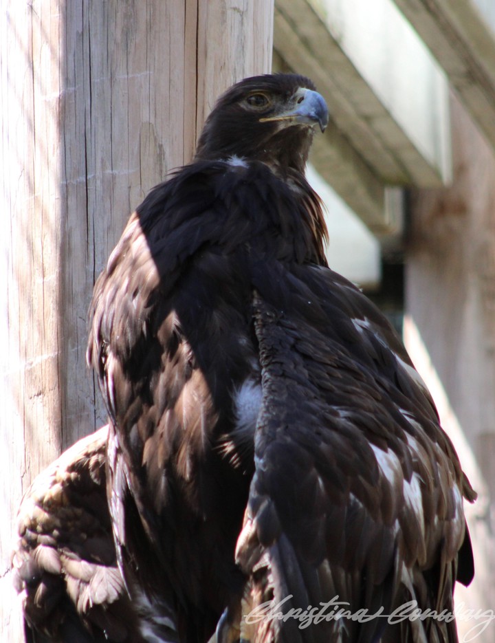 Golden eagle