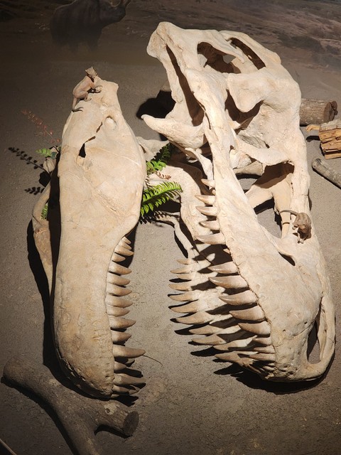 Art, bone háttérképek