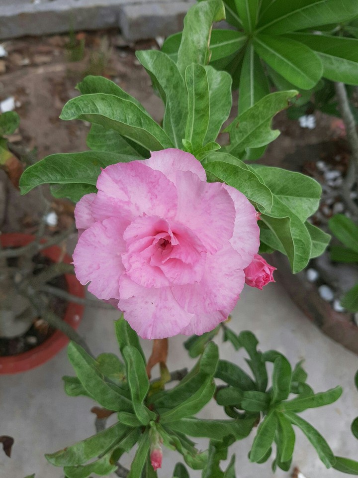 Hoa sứ trắng