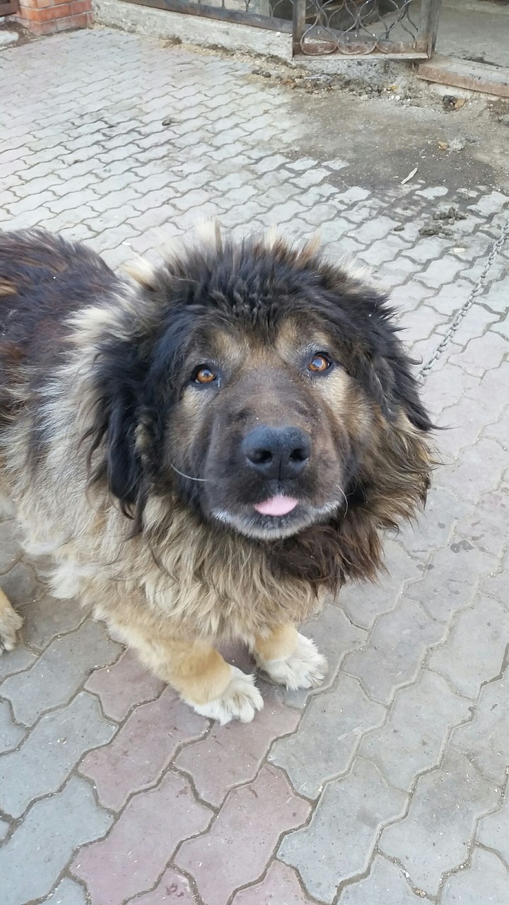 попрашайка