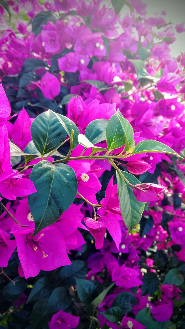 it's so many beautiful flowers