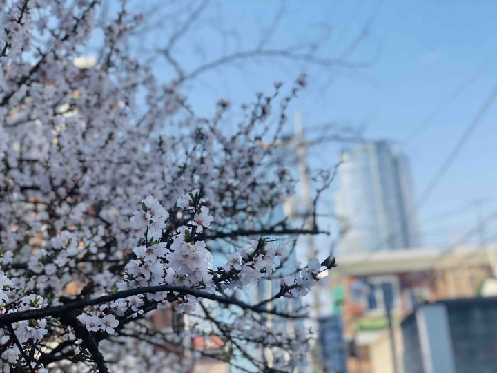 벚꽃