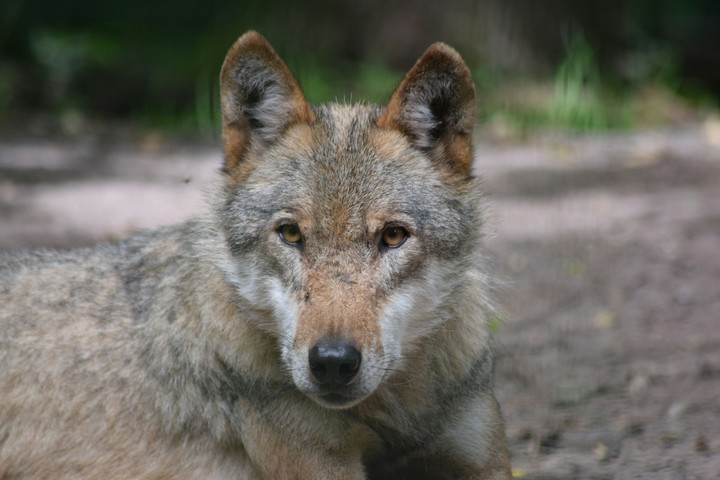 Watching Wolf