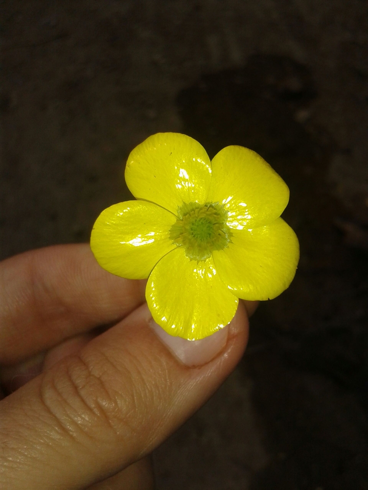 flower yellow