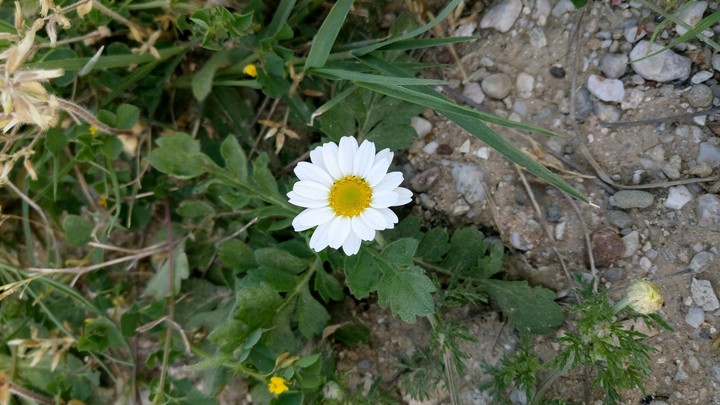 Mert AYDIN
