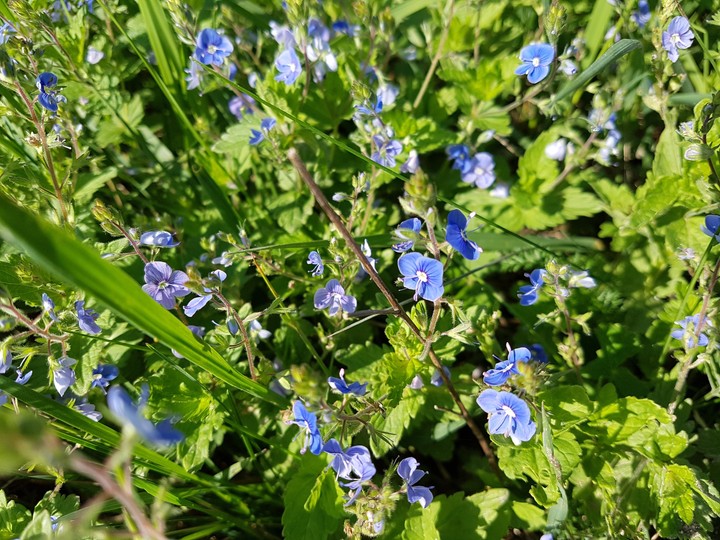 blueflowers