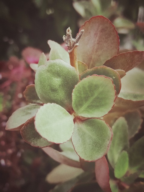 green leaf flower