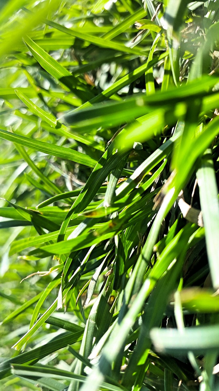 Grass