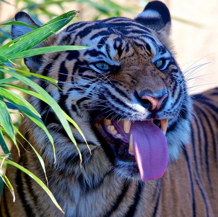 tiger