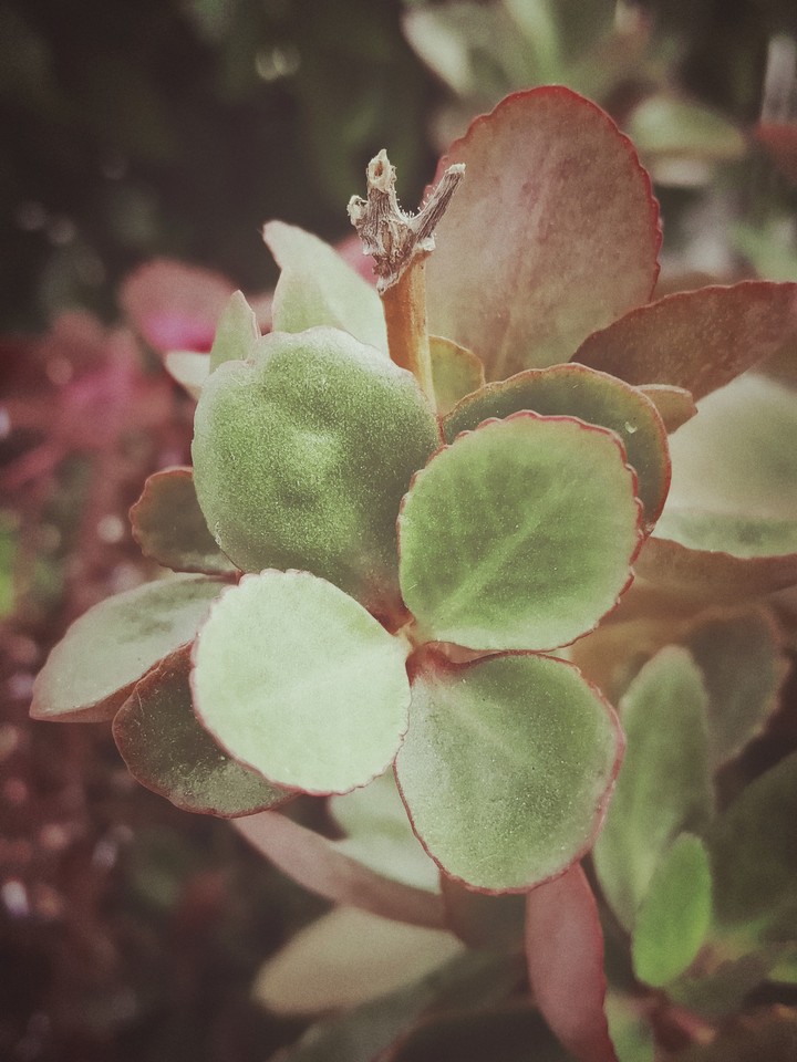 green leaf flower