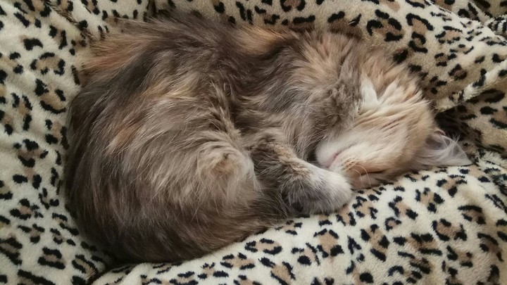 Sleepcat