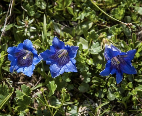 gentiana, botany वॉलपेपर