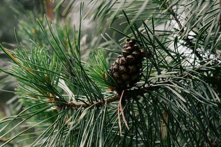 Beautiful cone;))