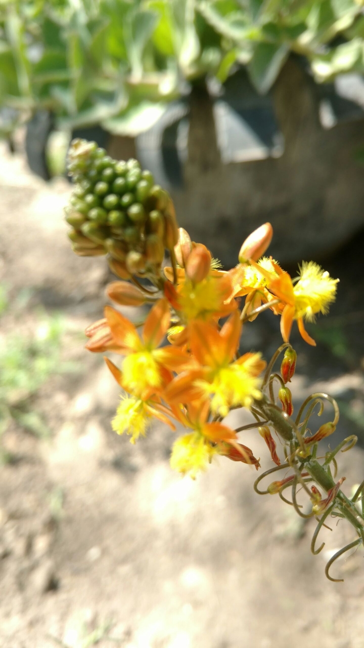 Cebollita
