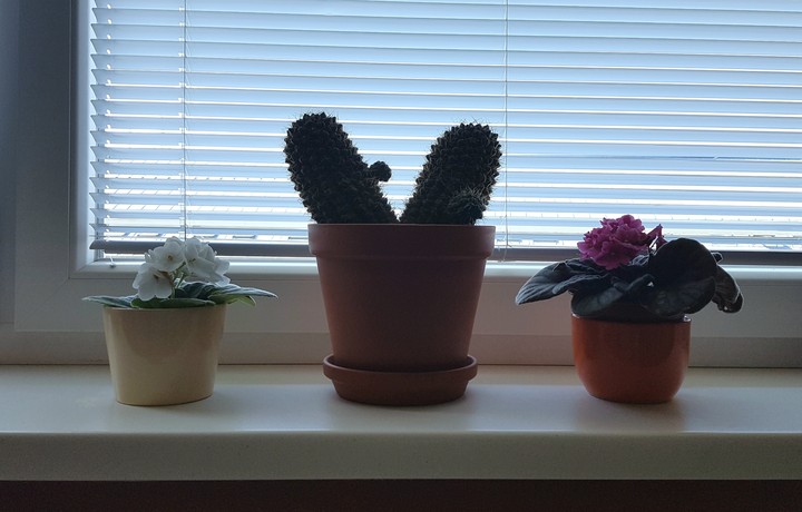 Cactus, flowers